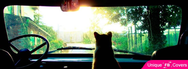 Cat In Car
